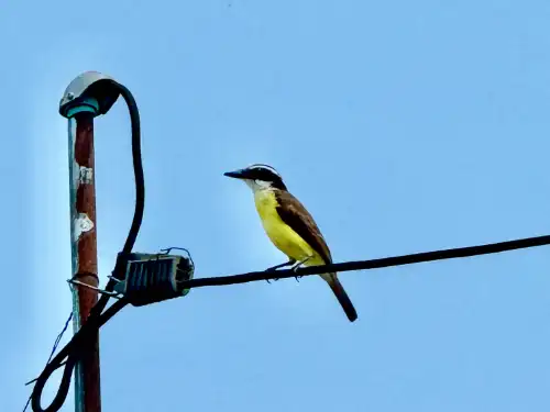 Great Kiskadee